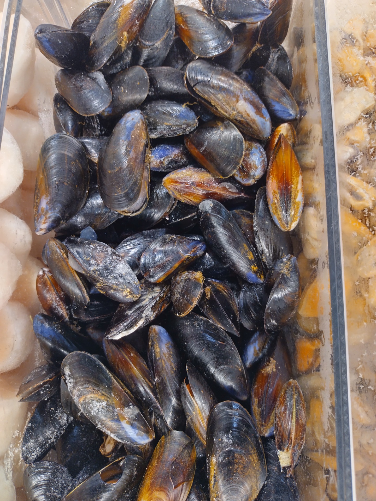 Kokonainen Sinisimpukka