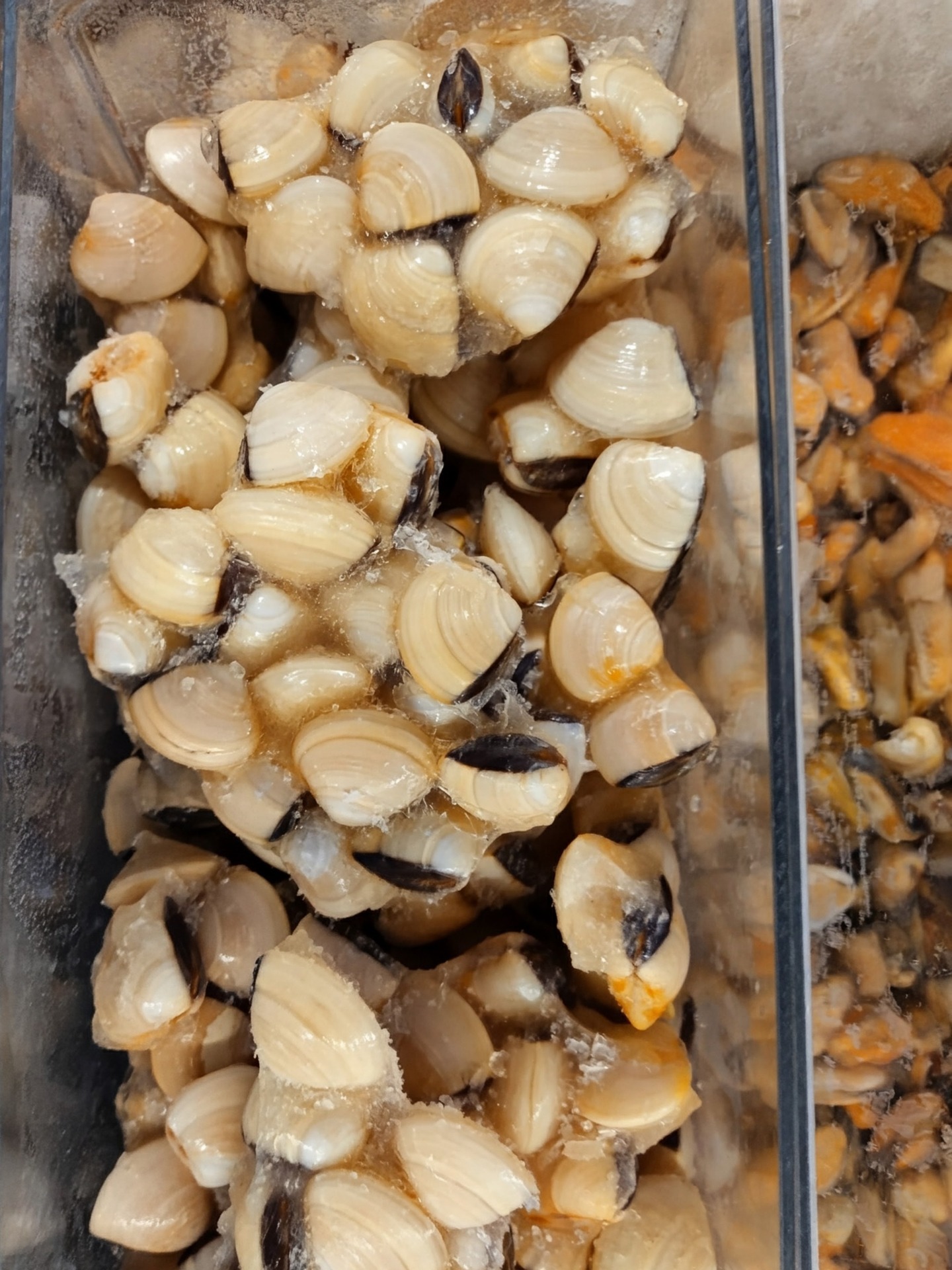 Keitetty Venussimpukka