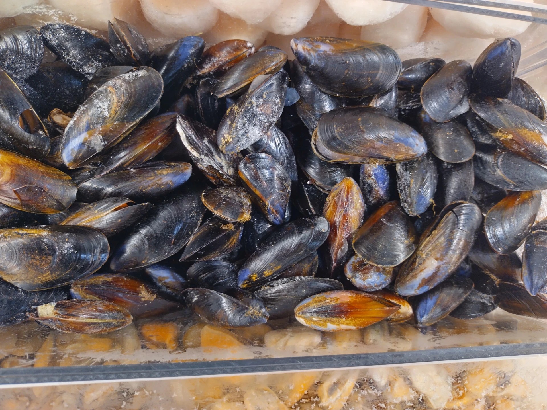 Kokonainen Sinisimpukka