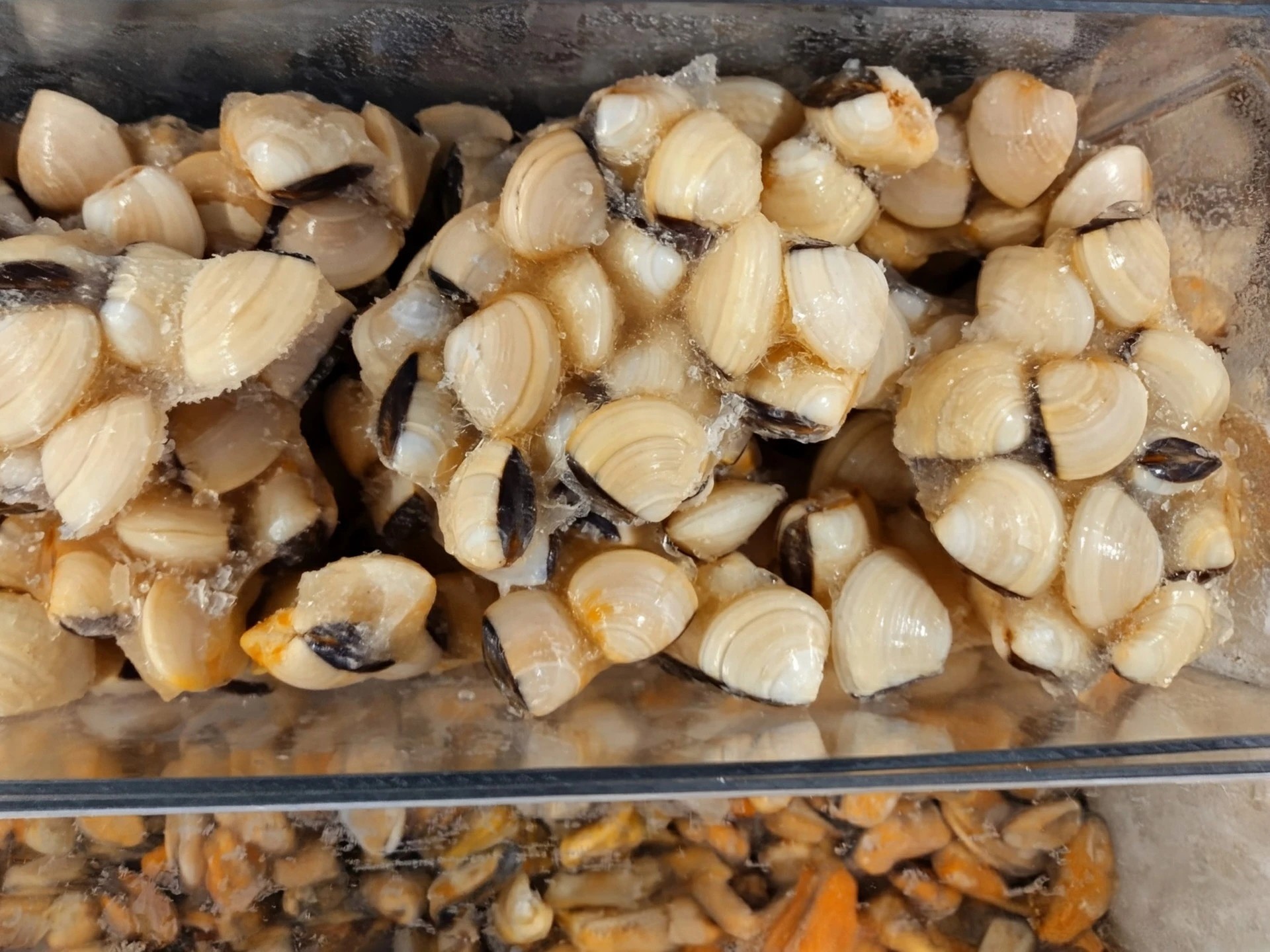 Keitetty Venussimpukka